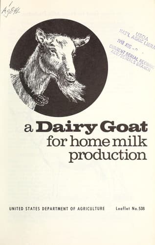 A dairy goat for home milk production