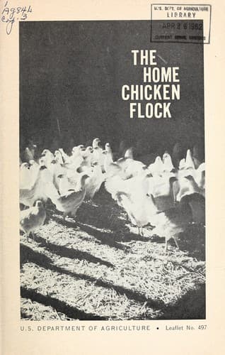 The home chicken flock