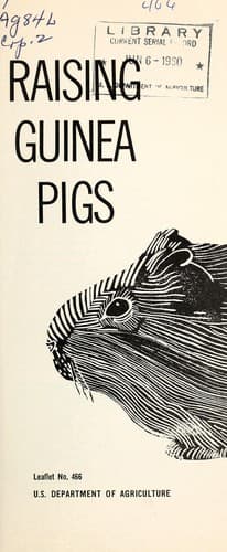 Raising guinea pigs