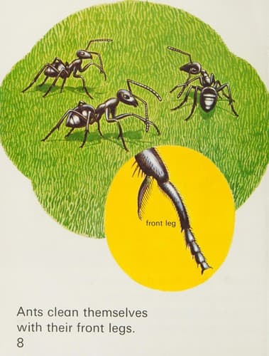 Ants