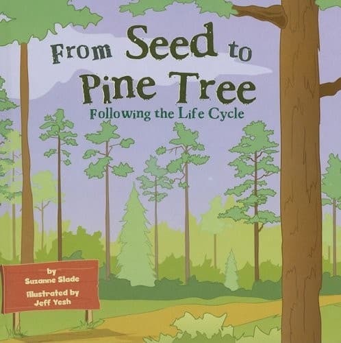 From seed to pine tree