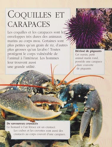 Les coquillages