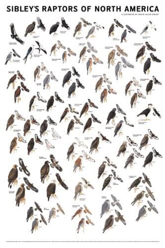Sibley's Raptors of North America
