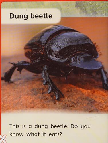 What Do Bugs Eat?