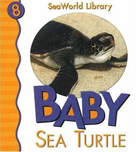 Baby sea turtle