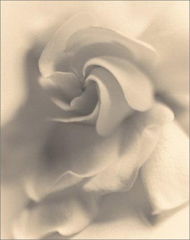 Sandi Fellman