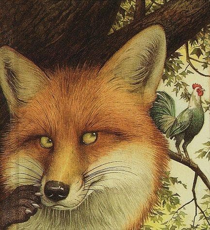The fox & the rooster