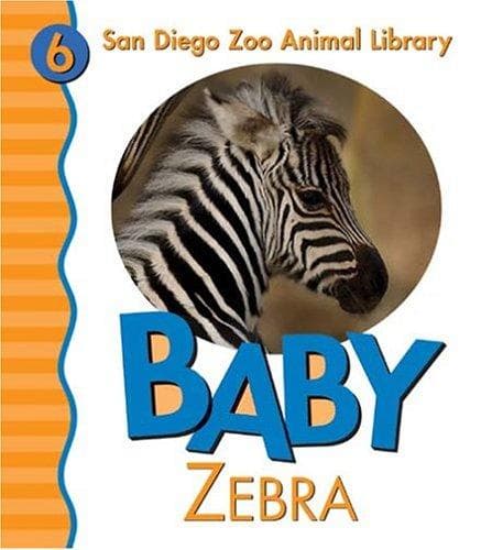 Baby zebra