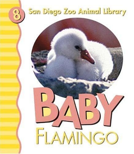 Baby flamingo