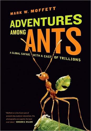 Adventures among ants