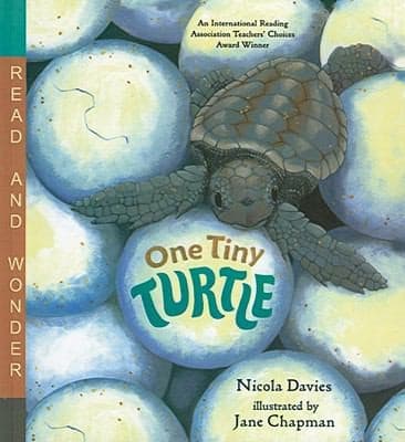 One Tiny Turtle