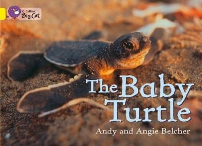 Collins Big Cat  The Baby Turtle