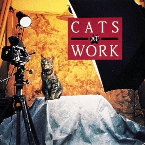 Cats at work