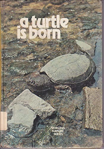 A turtle is born