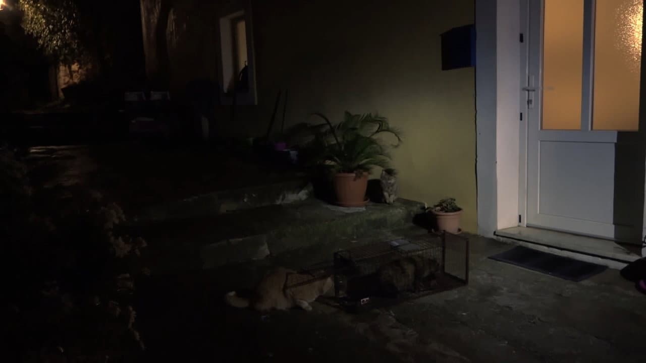 On Cats And Humans