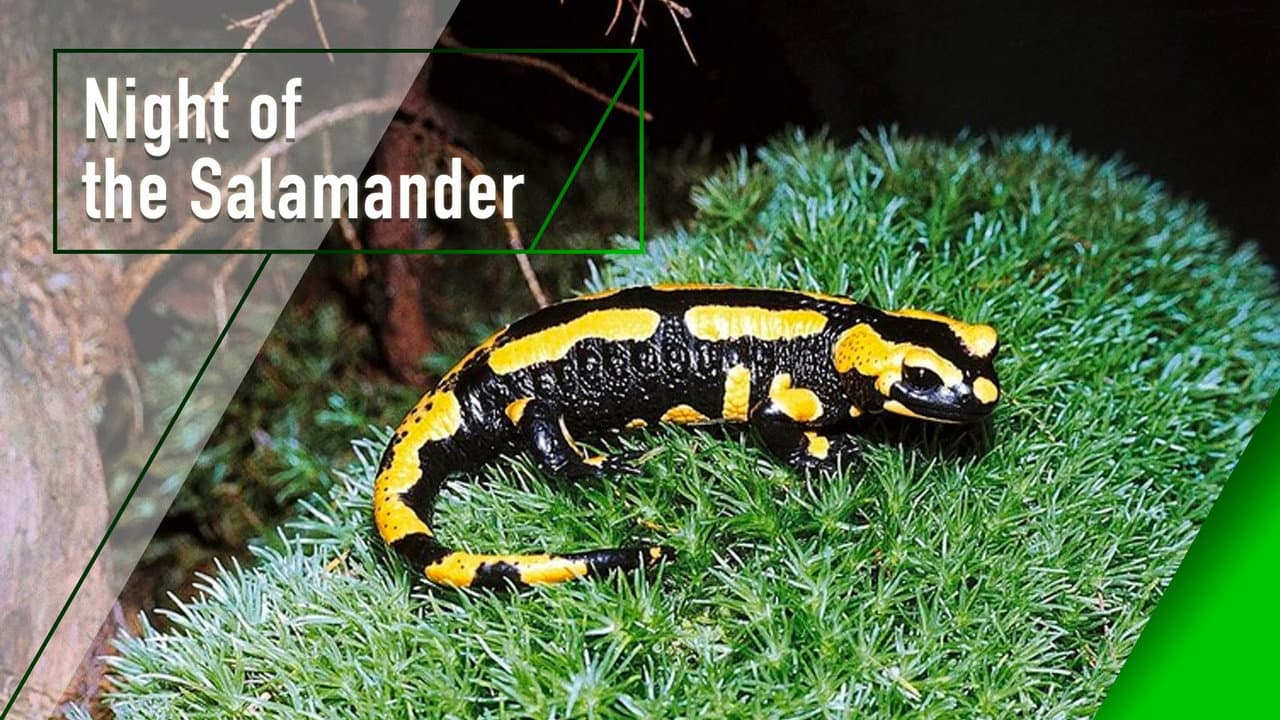 Night of the Salamander
