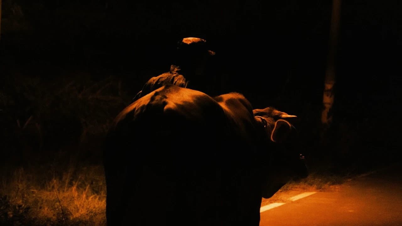 This Is NOT My Cow