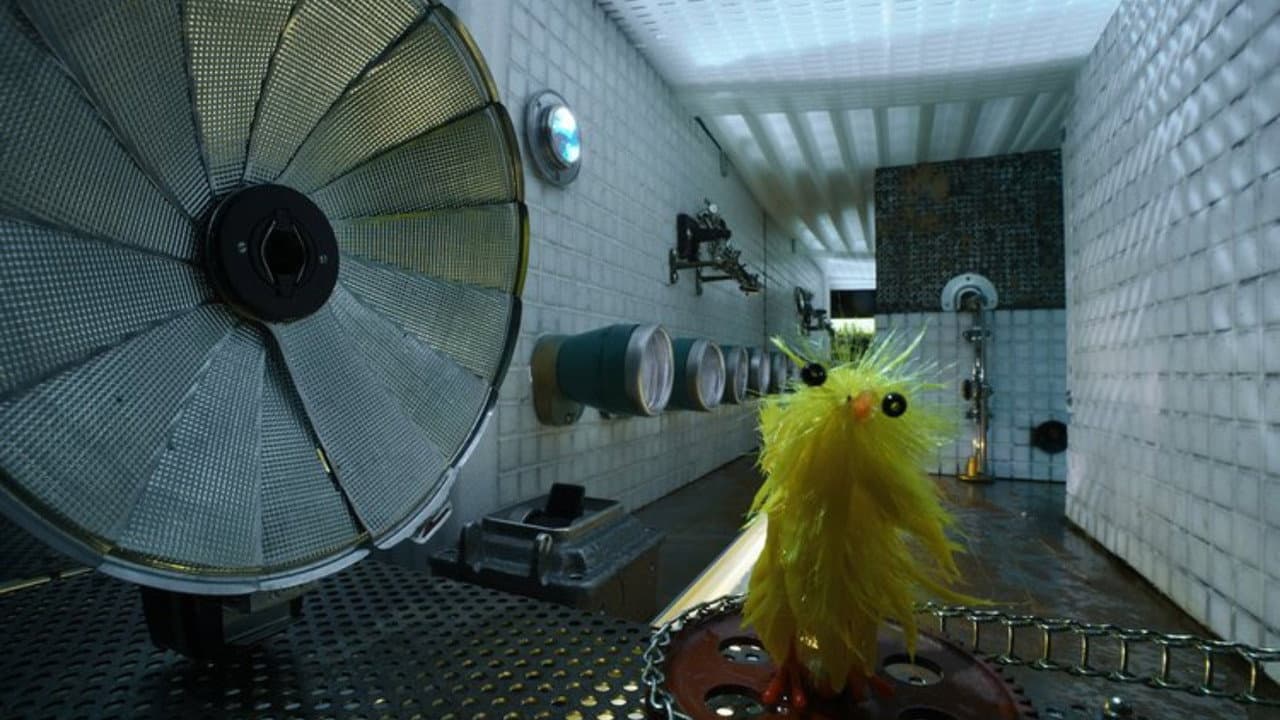 Chick Wash