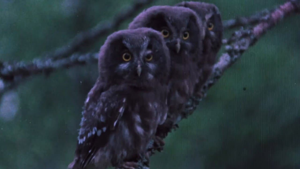 The Sounds of the Northern Forests