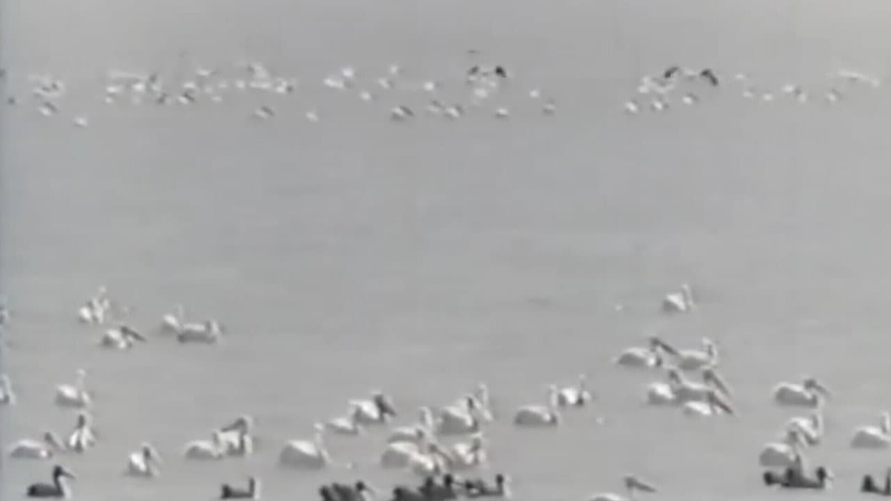 Migratory birds