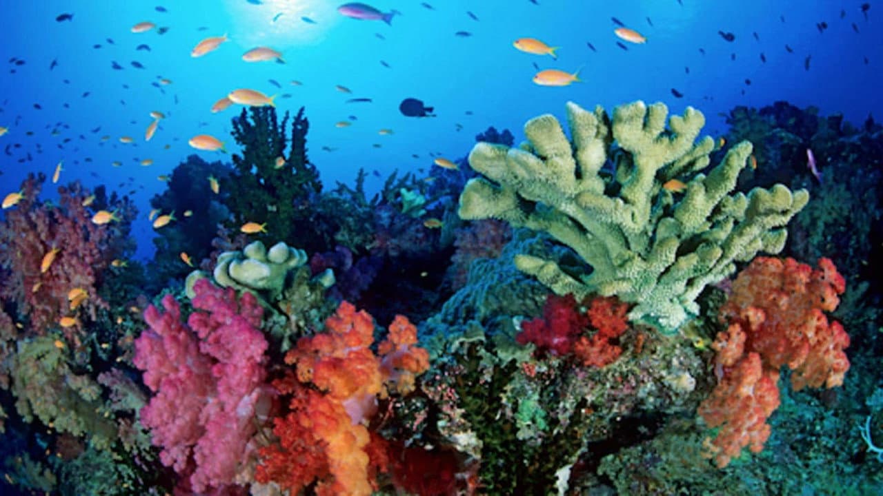 Wild Caribbean: Rhythms of Life