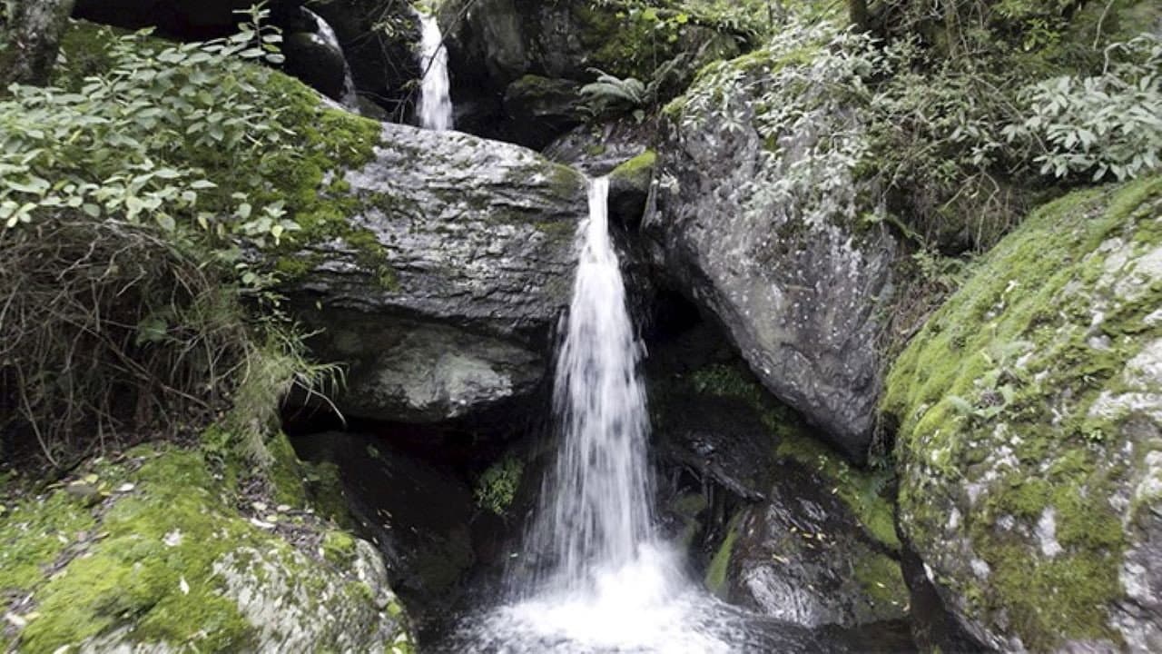 Mycelia: Voices from the Water Forest