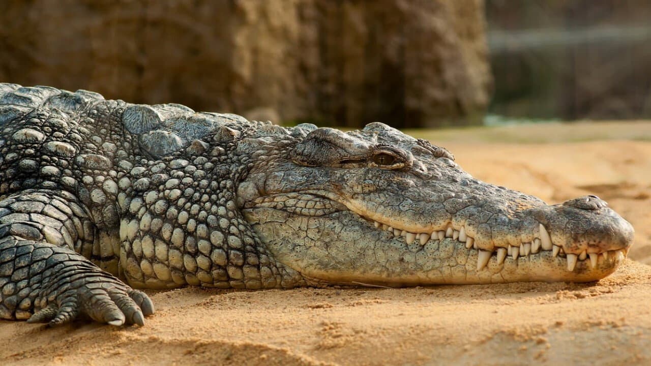 Les larmes des crocodiles