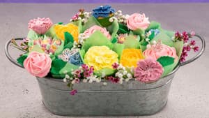 Cacti to Chrysanthemums