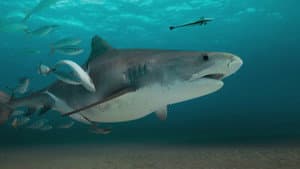 Black Tip Sharks