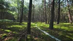 The Trail to the Truth