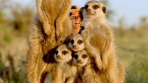 Meerkats