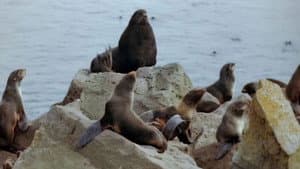 Prairie/Seal Island