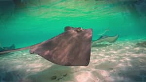 Southern Stingrays