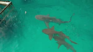 Bull Sharks