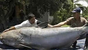 Giant Fish