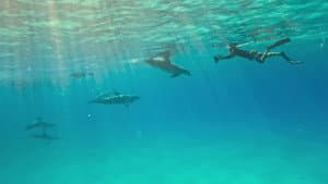 Bottlenose Dolphins