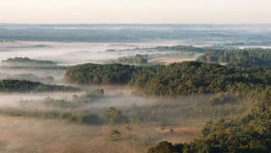New Forest