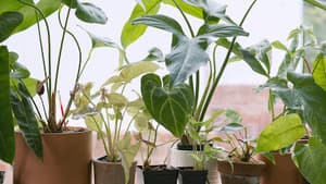 Houseplants