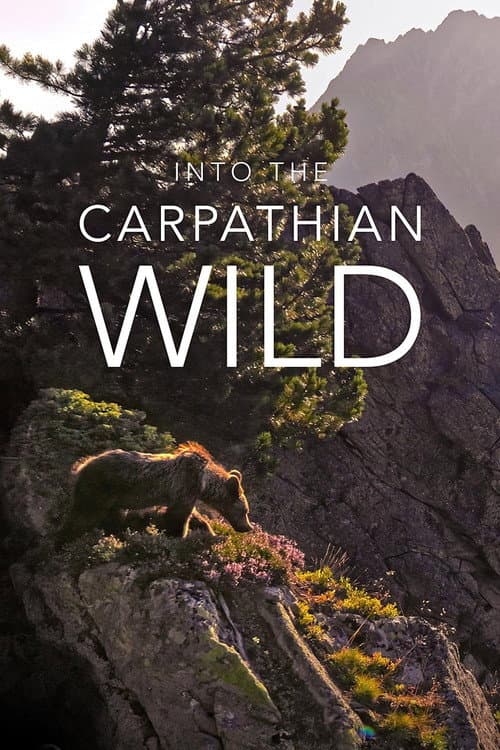 Into the Carpathian Wild