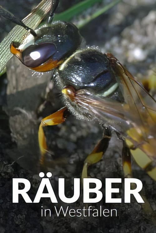 Räuber in Westfalen - Neues Leben in Panzerspuren