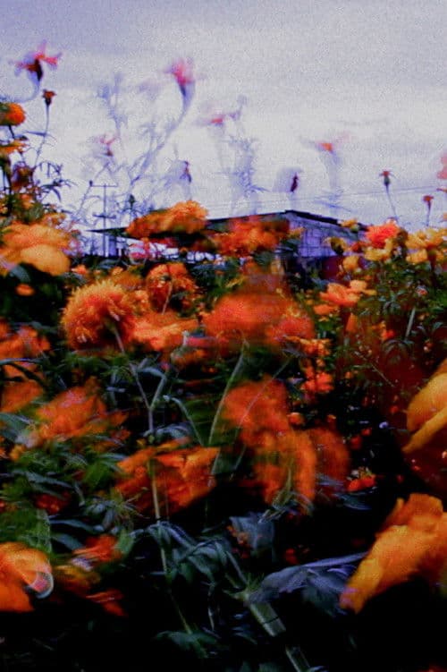 Monet