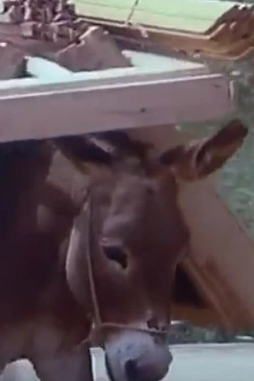Of People & Donkeys