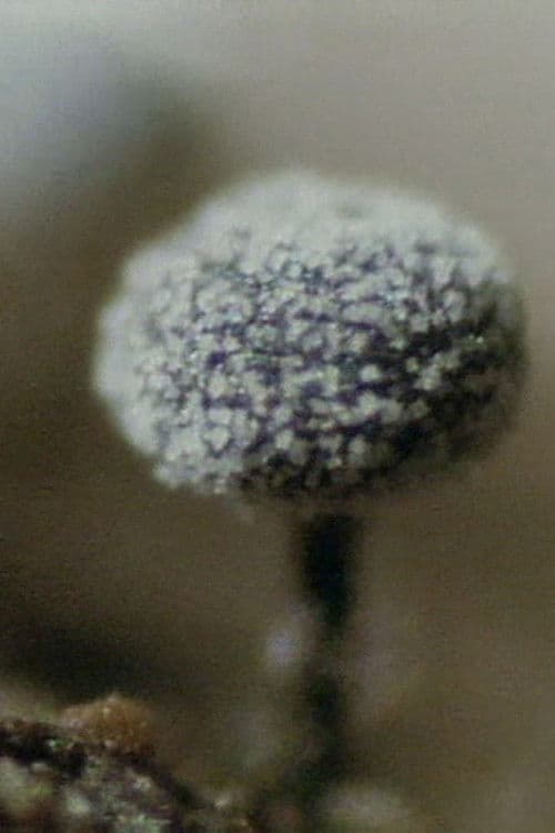 The Life History of True Slime Molds