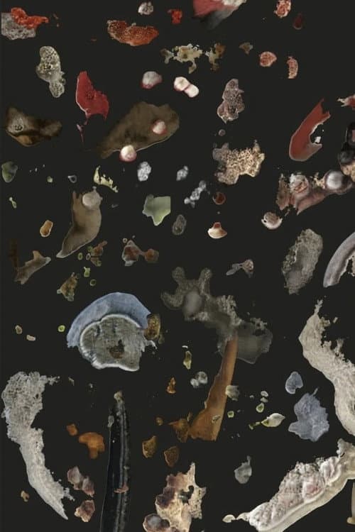 AI Mold Garden