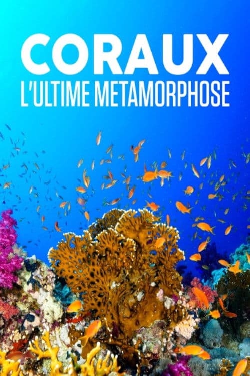 Corals, the ultimate metamorphosis