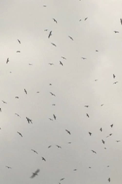 Mumurations