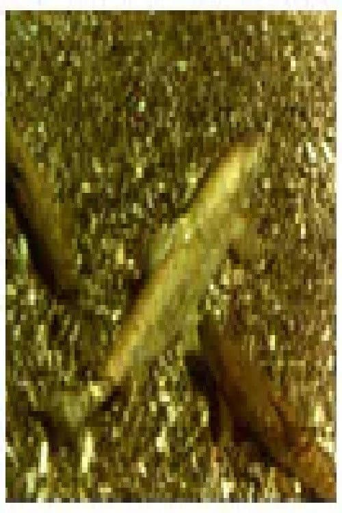 Ohrid Trout