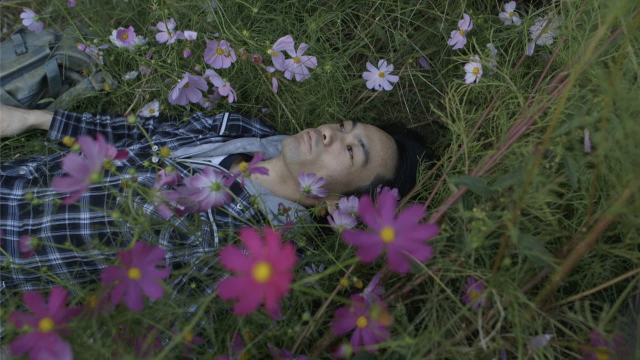 In the Shadow of the Cosmos Flowers